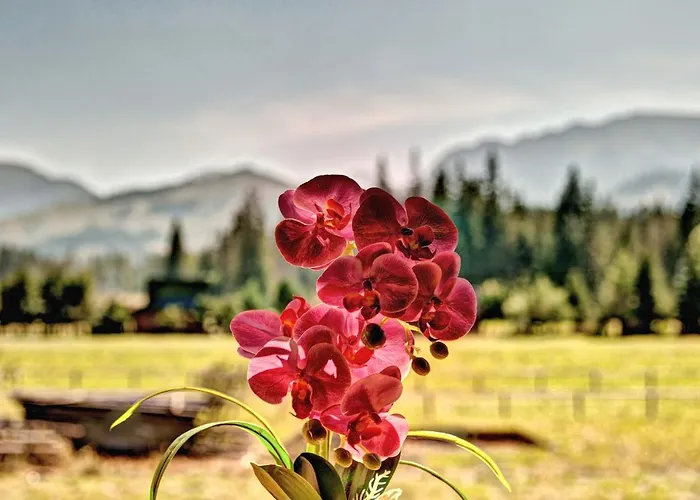 Regionalny Baligówka Witów